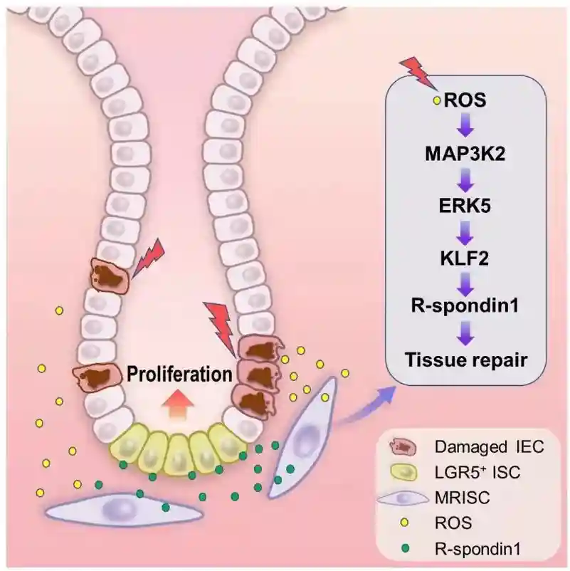 科学家揭示新型肠道间质细胞干细胞损伤修复机制