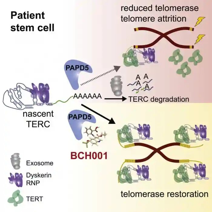 逆转衰老！可恢复端粒长度方法找到